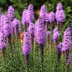 Liatris Spicata