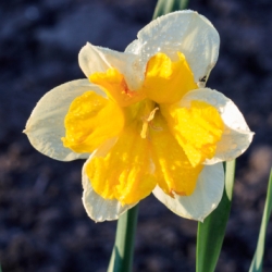 Orangery Split Corona Daffodil