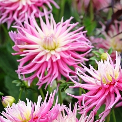 Star's Favorite Cactus Dahlia