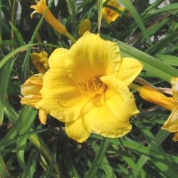 Stella d'Oro Daylily Clumps