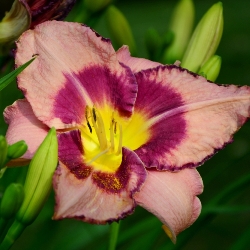 Strawberry Candy Daylily