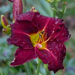 Strutters Ball Daylily