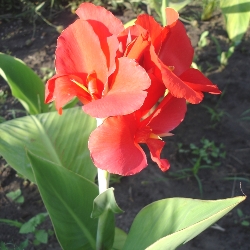 The President Giant Canna