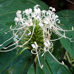 Hedychium Thyrsiforme