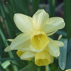 Hawera Daffodil