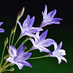 Queen Fabiola Triteleia