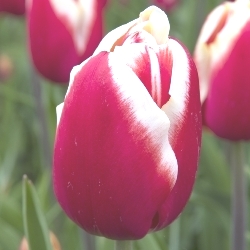 Kung Fu Tulip (Lucky Strike)