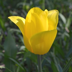 Strong Gold Tulip
