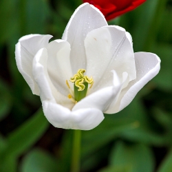 Shutterstock_Triumph_Wildhof Wildhof Tulip (Silver Dollar)