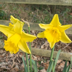 Counsellor Daffodil