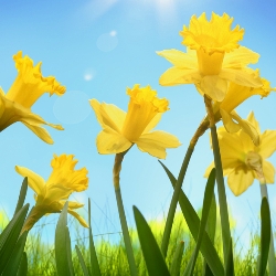 Shutterstock_Trumpet_Flower_Carpet Flower Carpet Daffodil
