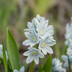 Shutterstock_Tubergeniana Scilla Tubergeniana