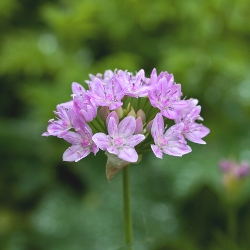 Shutterstock_Unifolium Unifolium Allium