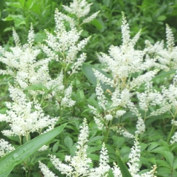 Shutterstock_White Astilbes