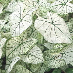 White Christmas Fancy Leaf Caladium