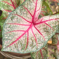 White Queen Fancy Leaf Caladium