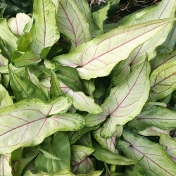 White Wing Strap Caladium