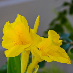 Shutterstock_Yellow_Futurity Yellow Futurity Dwarf Canna