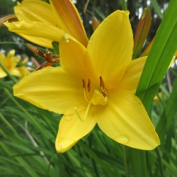 Shutterstock_Yellowstone Yellowstone Daylily