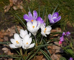Species Crocus