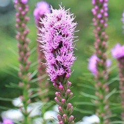 Liatris
