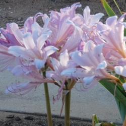 Squamigera Lycoris