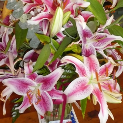 Stargazer Oriental Lily