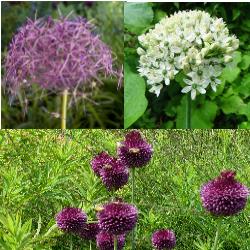 Tall Allium Collection