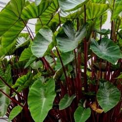 Terraneo_Hawaiian_Punch Colocasia Esculenta Hawaiian Punch