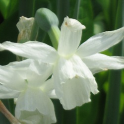 Thalia Daffodil