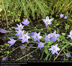 Triteleia