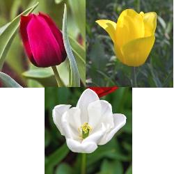 Triumph Tulip Collection