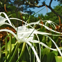 Hymenocallis Tropical Giant