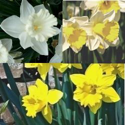 Trumpet Daffodil Collection
