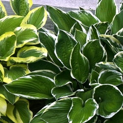 Variegated Leaf Hosta By the Bushel