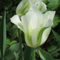 Viridiflora_Spring_Green Spring Green Tulip