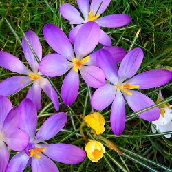 Whitewell Purple Crocus