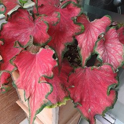 Strap (Lance) Caladiums