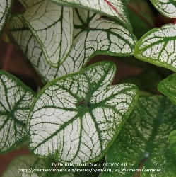 Candidum, Jr. Dwarf Caladium