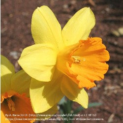 Fortune Daffodil