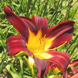 Ming Toy Daylily