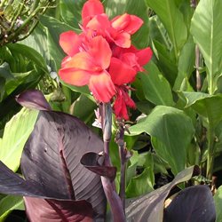 Wiki_Red_Futurity Red Futurity Dwarf Canna