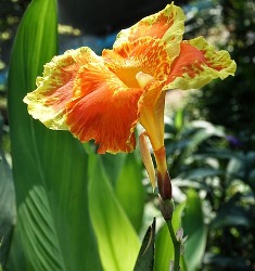 Yellow King Humbert Giant Canna