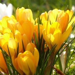 Yellow Mammoth Crocus