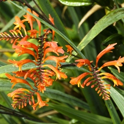 Masoniorum Crocosmia